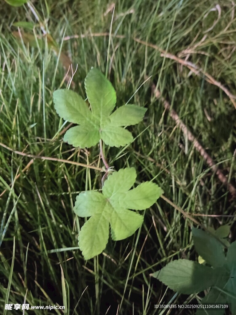 草叢中的嫩綠葉片