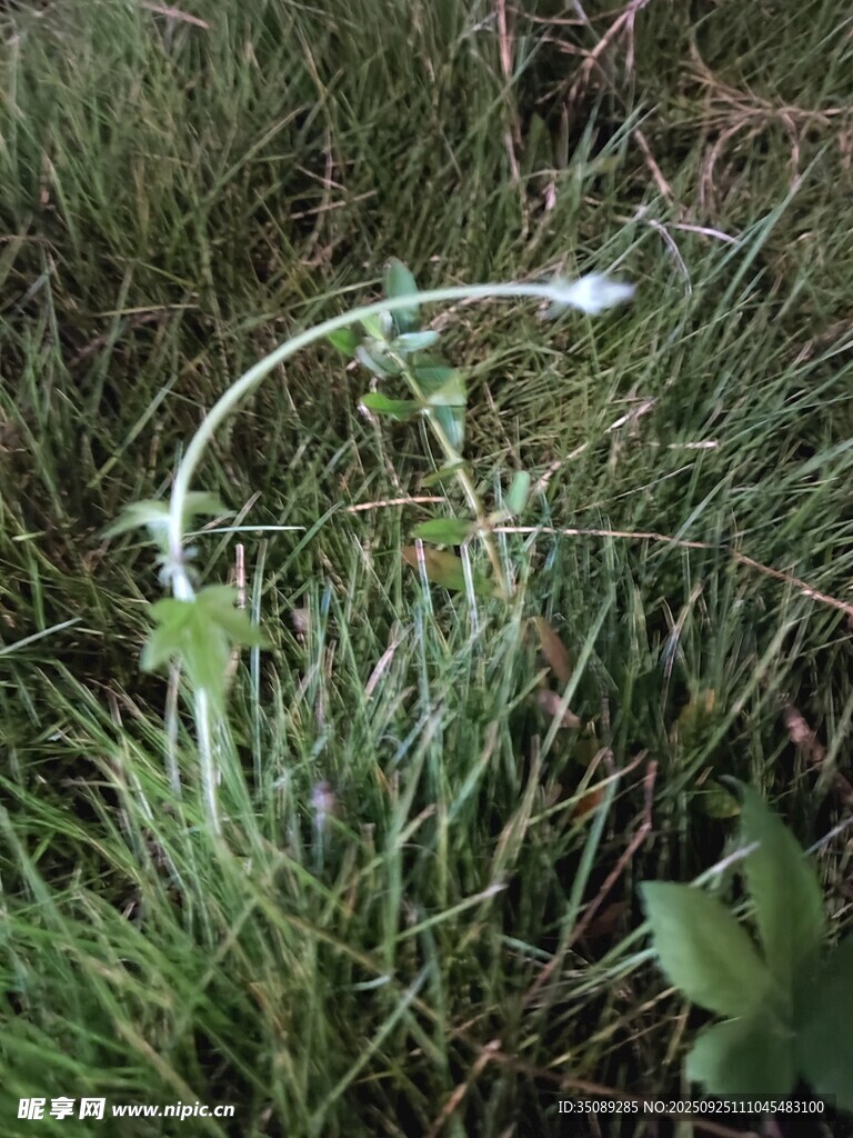 草叢中的嫩綠藤蔓