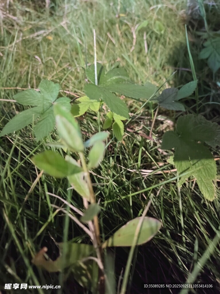草叢中的綠色植物
