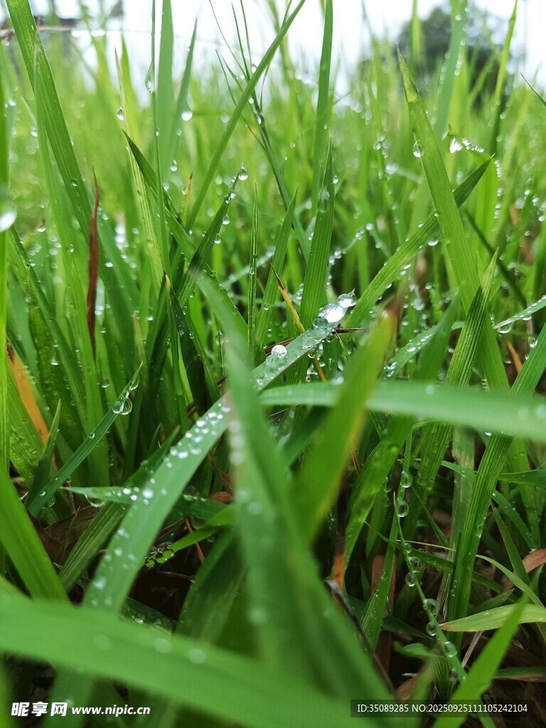 帶露珠的嫩綠青草