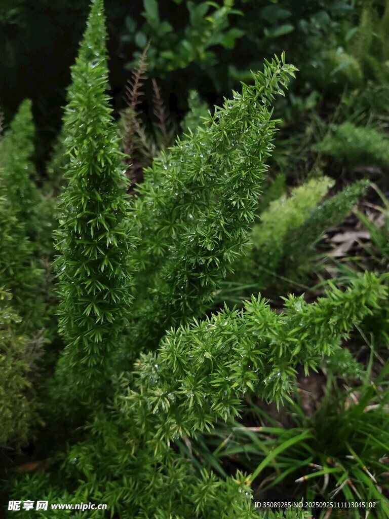 翠綠繁茂的叢生植物