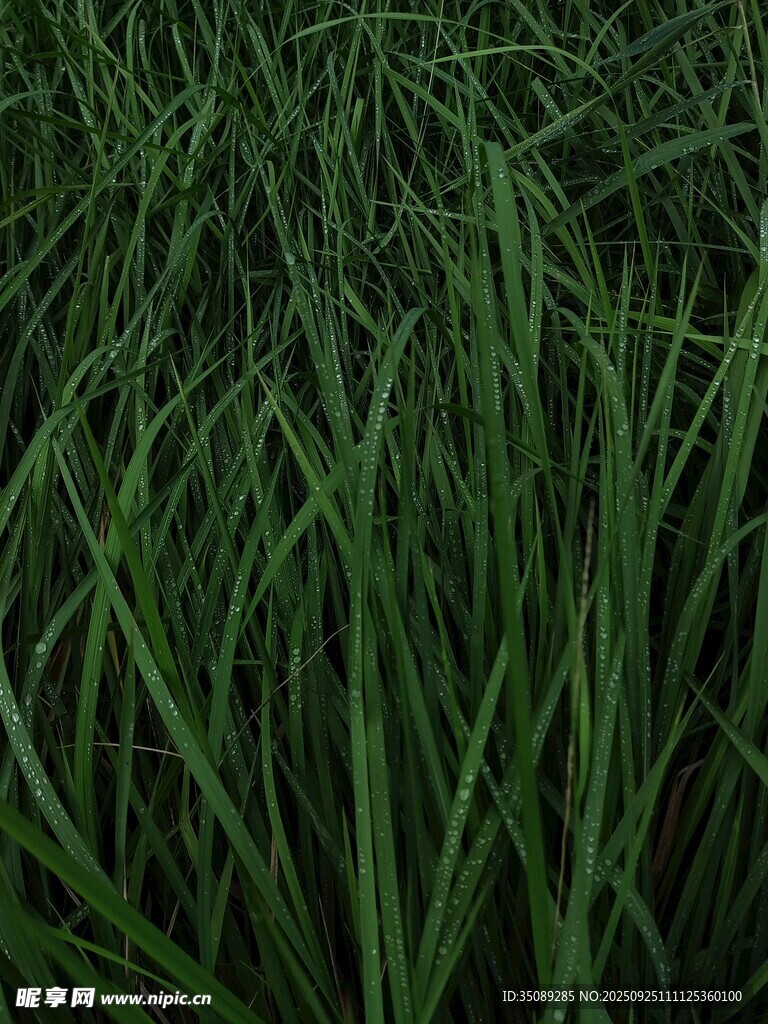 翠綠茂盛的青草