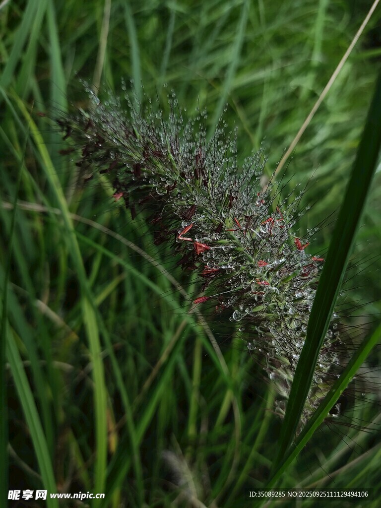 草叢中的紫色狗尾草