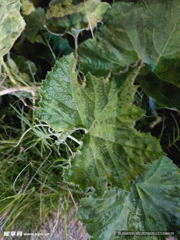 翠綠瓜葉特寫