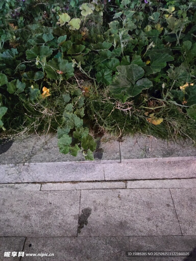 路邊綠植與石砌邊緣
