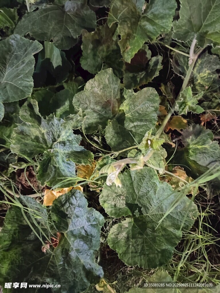 綠葉藤蔓植物特寫
