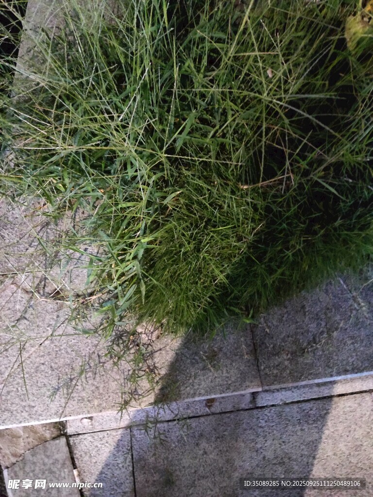 石縫間生長的翠綠植物