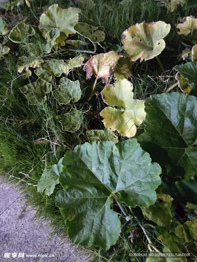 路邊生長的黃綠相間植物