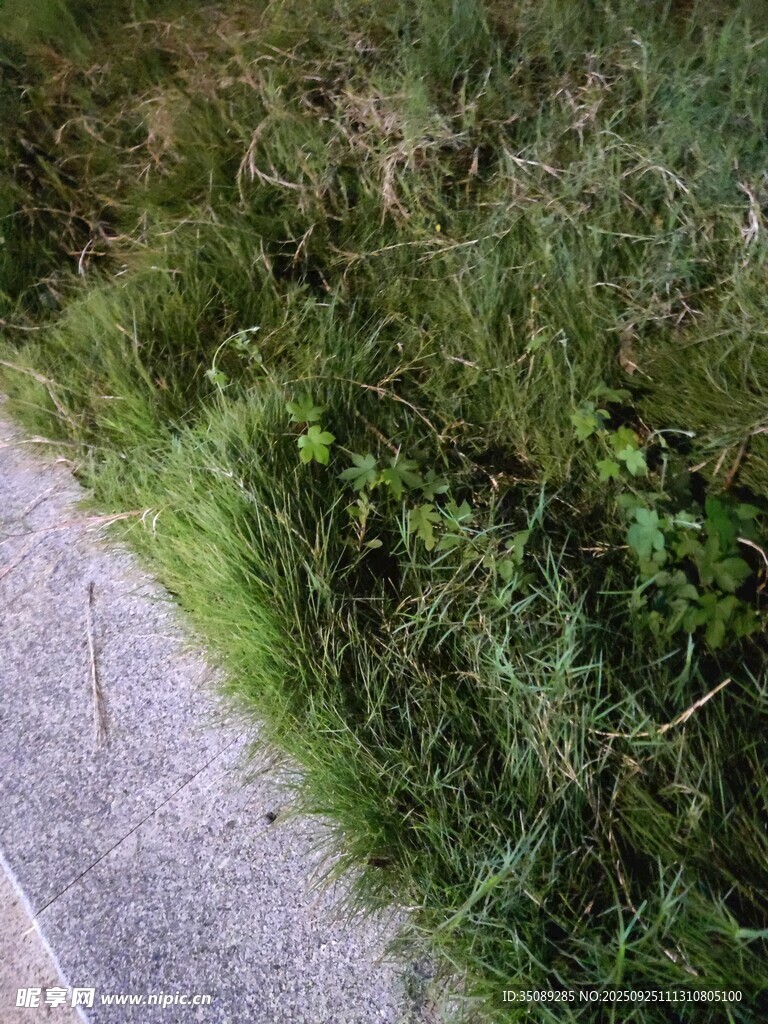 路邊翠綠繁茂的野草
