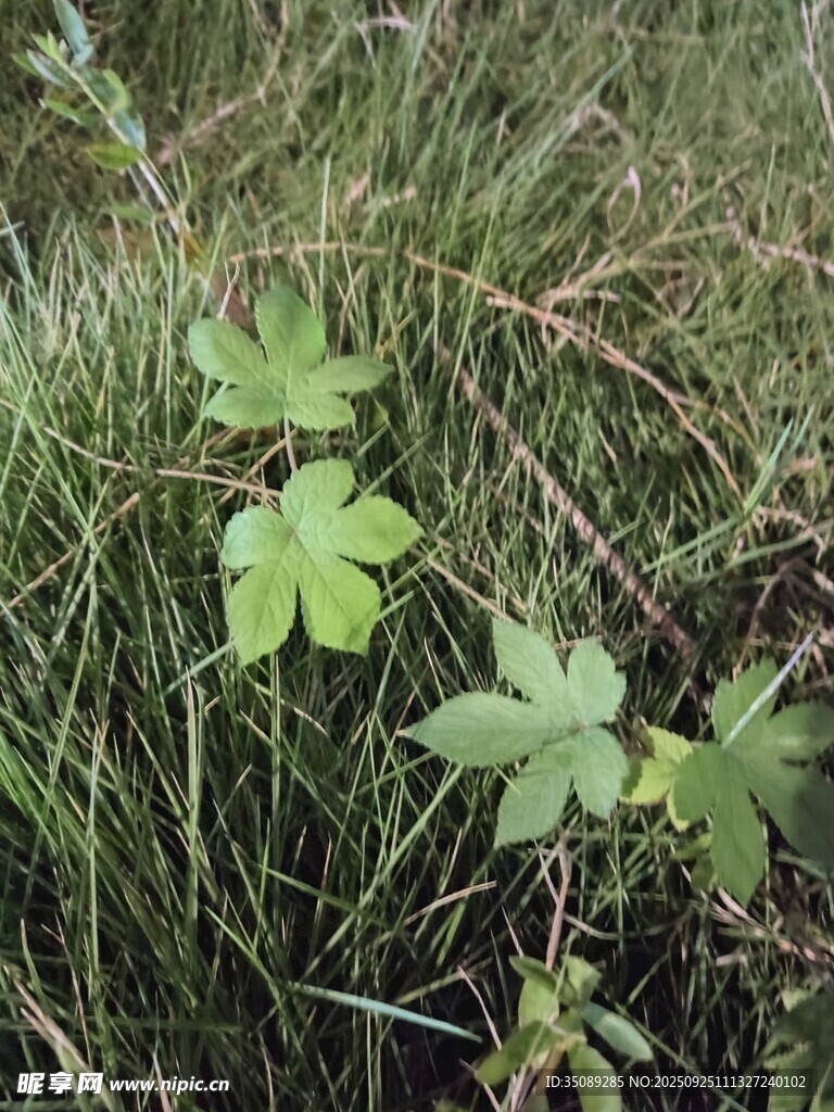 草叢中的三葉草