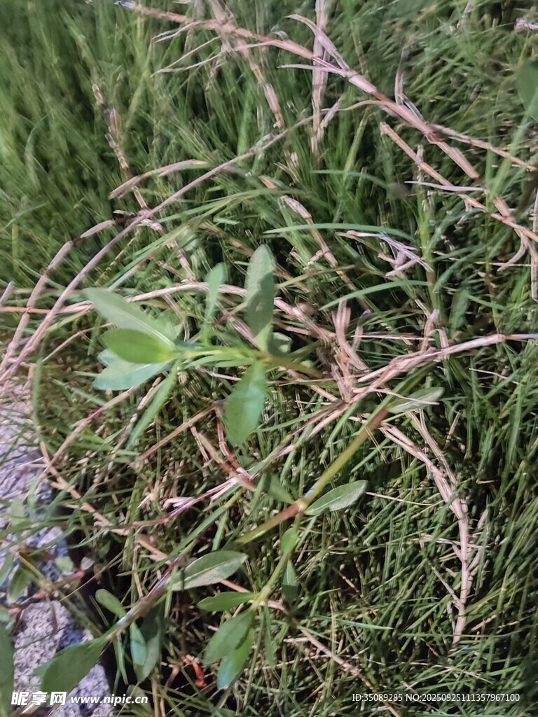 草叢中的雜亂植物藤蔓