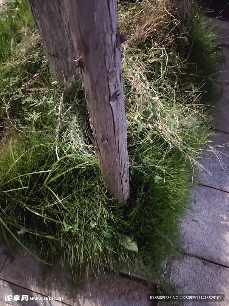 木樁旁的翠綠草叢