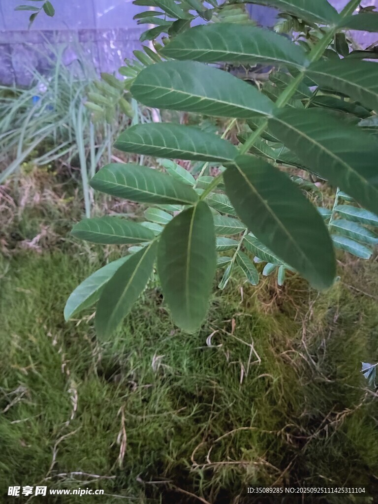 綠葉間的清新植物景象