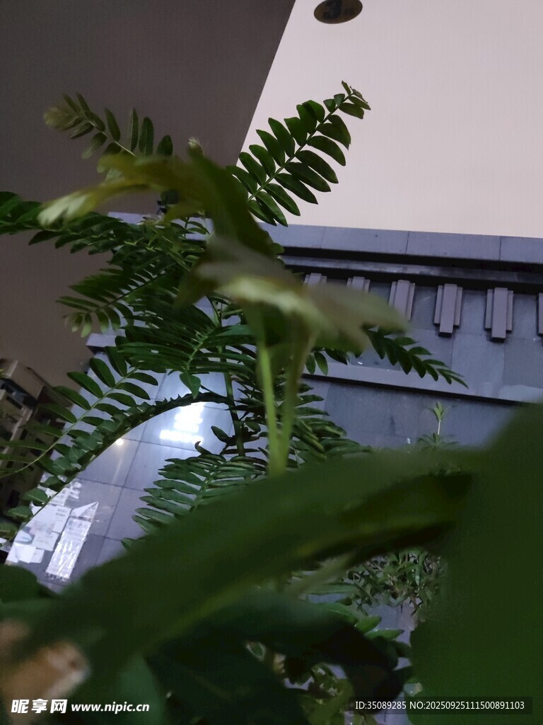 室內(nèi)綠植特寫
