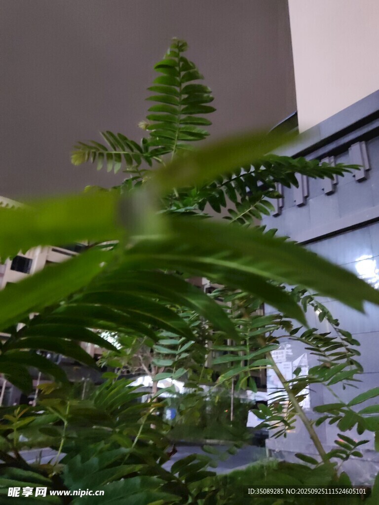 室內(nèi)翠綠蕨類植物特寫