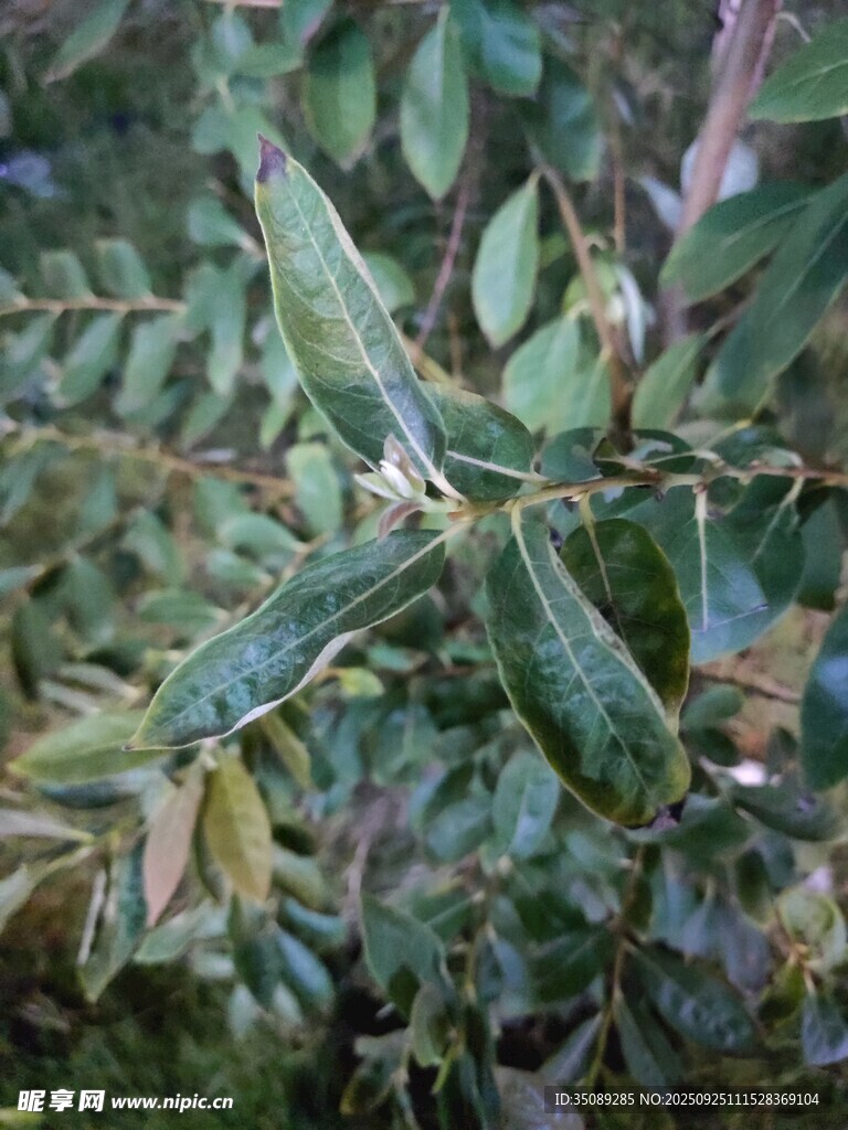 綠葉叢中的奇特昆蟲