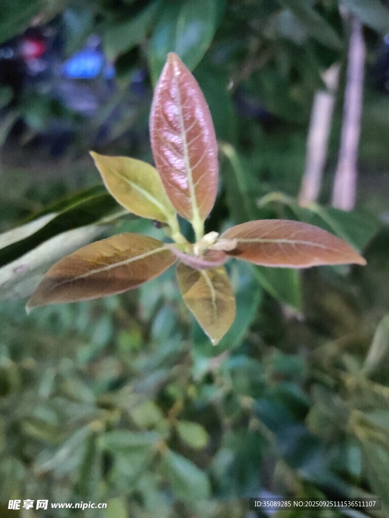 多彩嫩葉植物特寫