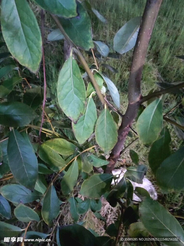 綠葉叢中的白色花朵