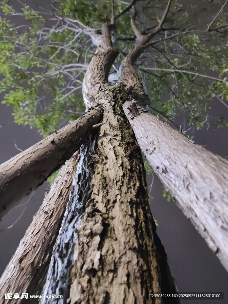 仰視粗壯樹干與交錯(cuò)枝丫