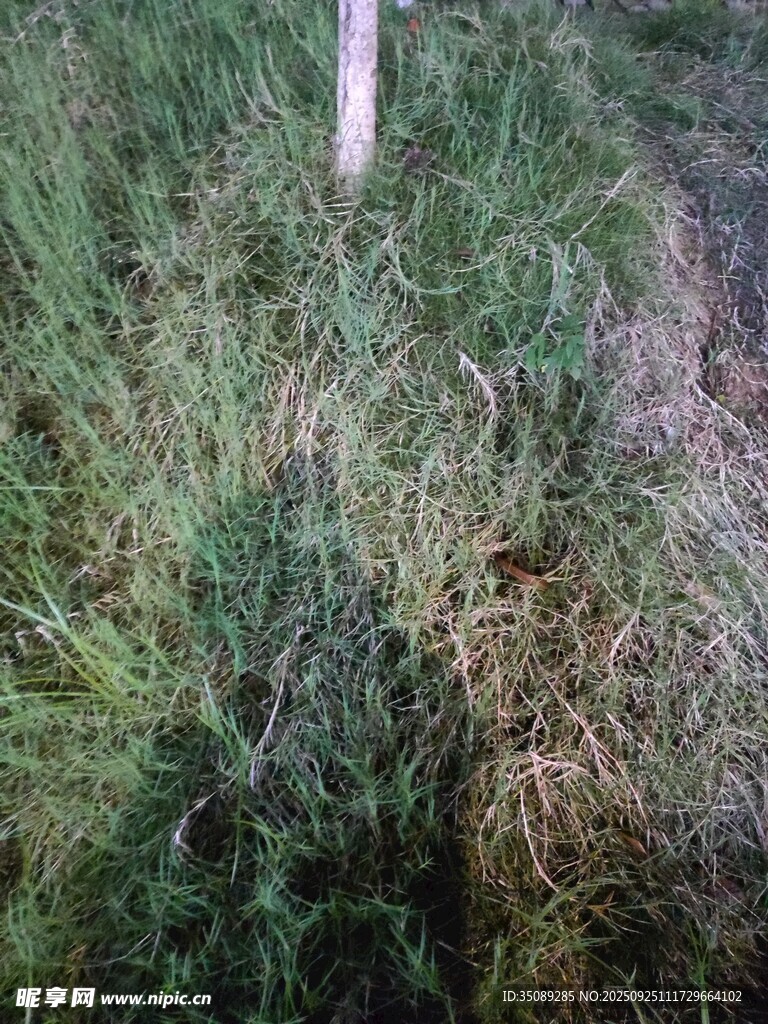 野外草地景象