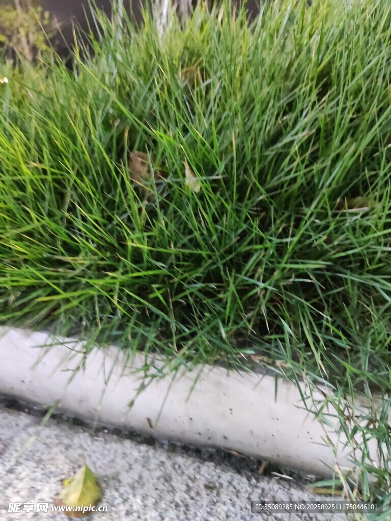 路邊翠綠茂盛的草叢