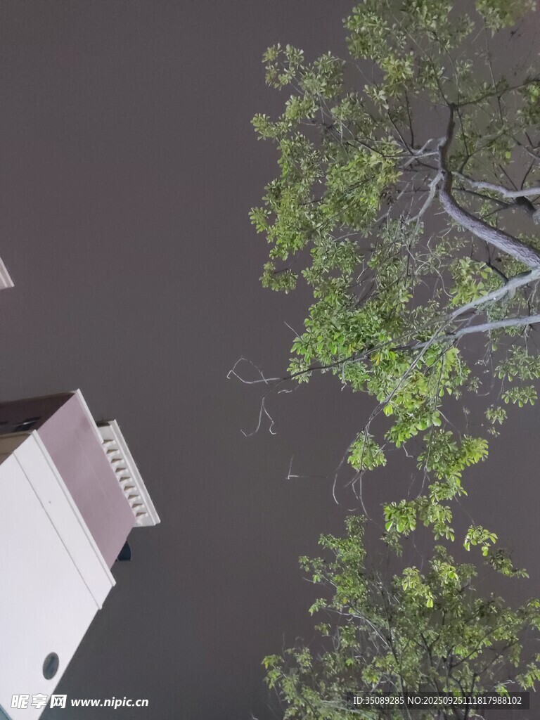 屋頂旁的繁茂綠樹