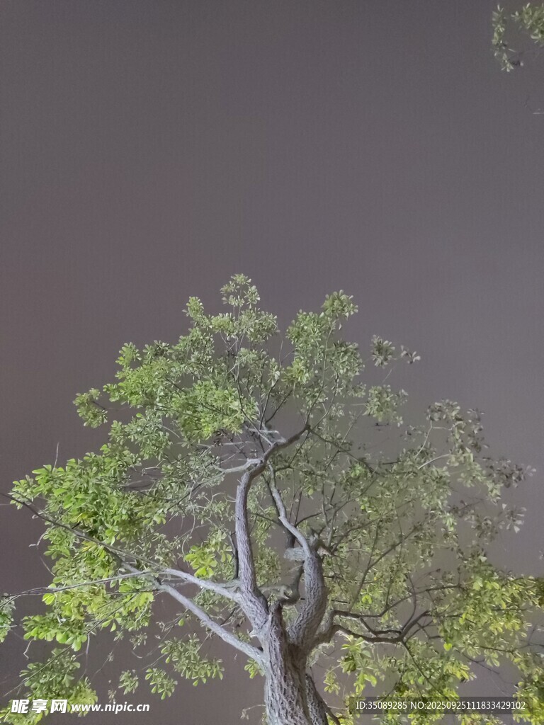 暗夜中挺立的蔥郁樹木