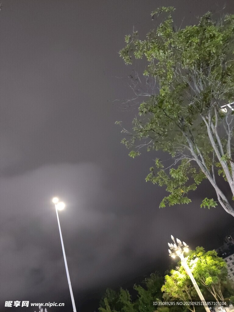 夜晚路燈與樹木景象