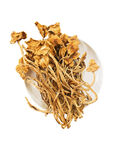 茶樹菇