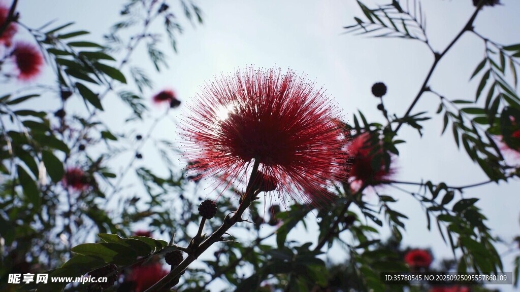 艷麗朱纓花綻放枝頭