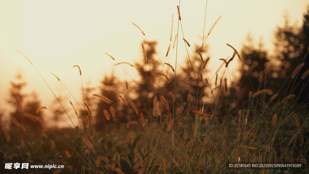 夕陽(yáng)下的草叢美景