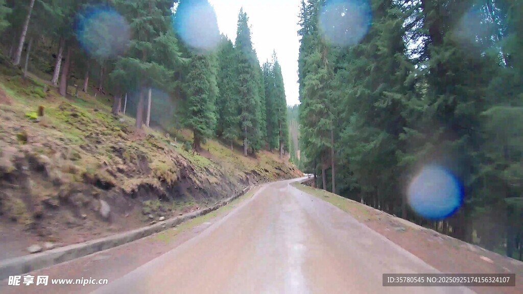 林間雨中路