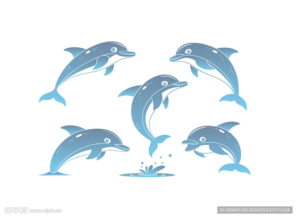 海豚圖案