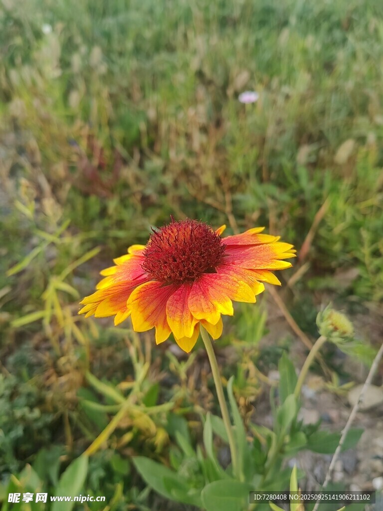 艷麗天人菊綻放于草地