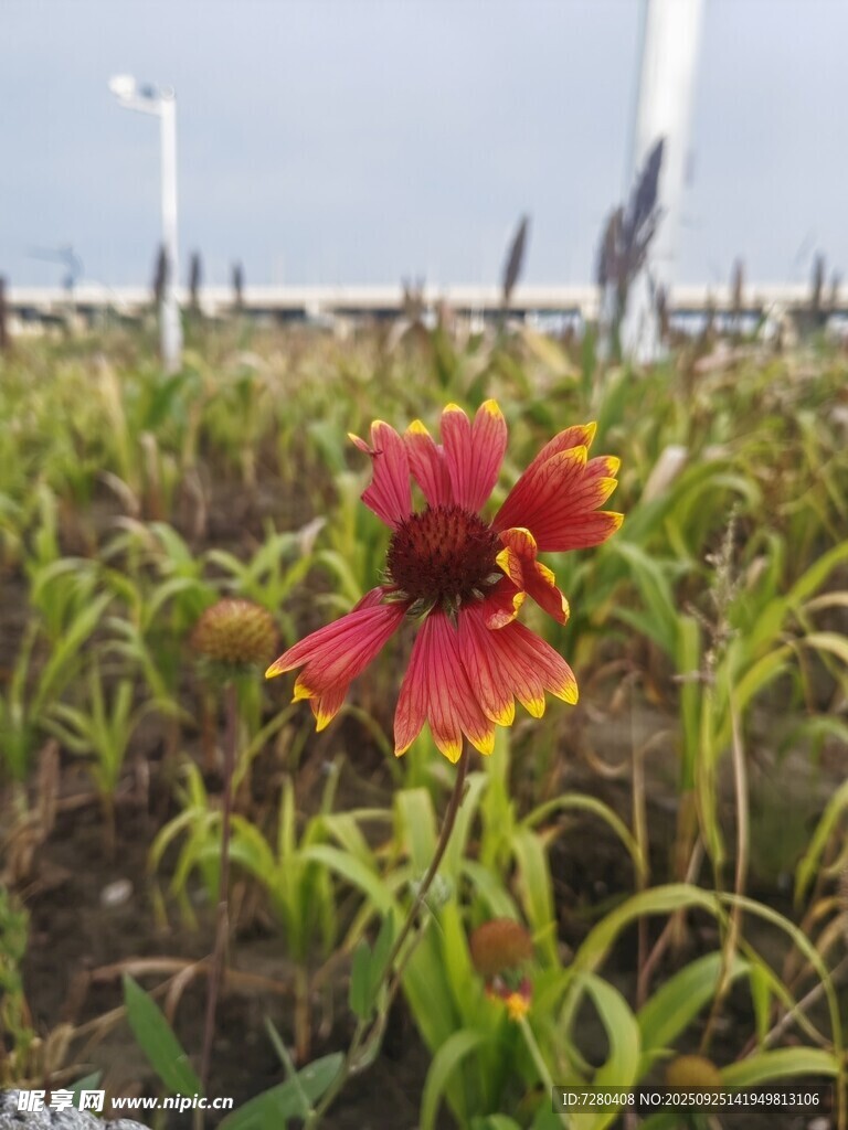 嬌艷紅鳶尾綻放于綠野