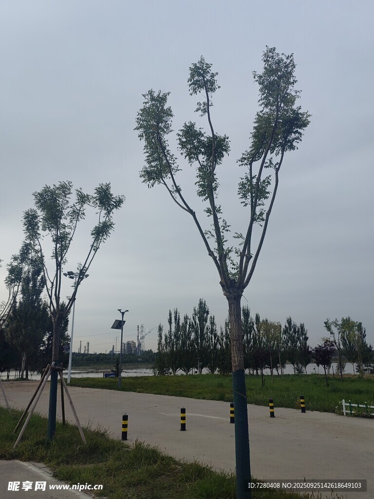 道路旁挺拔的樹木景觀