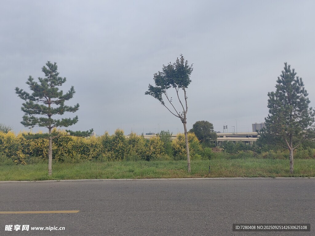 道路旁的綠樹與開闊景致