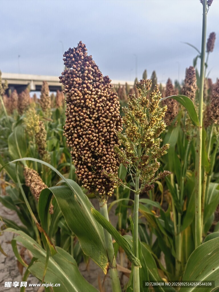 田野中的成熟高粱植株