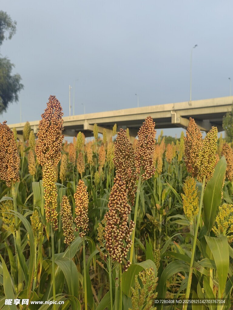 田野中的成熟高粱景觀