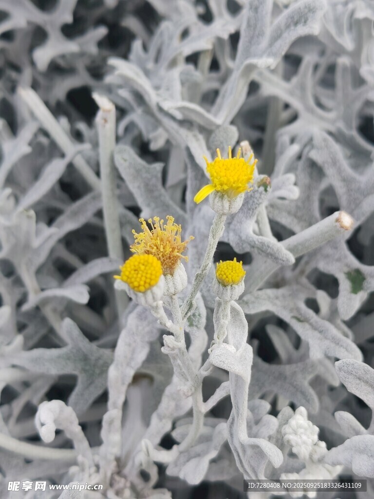 霜中綻放的黃色小花
