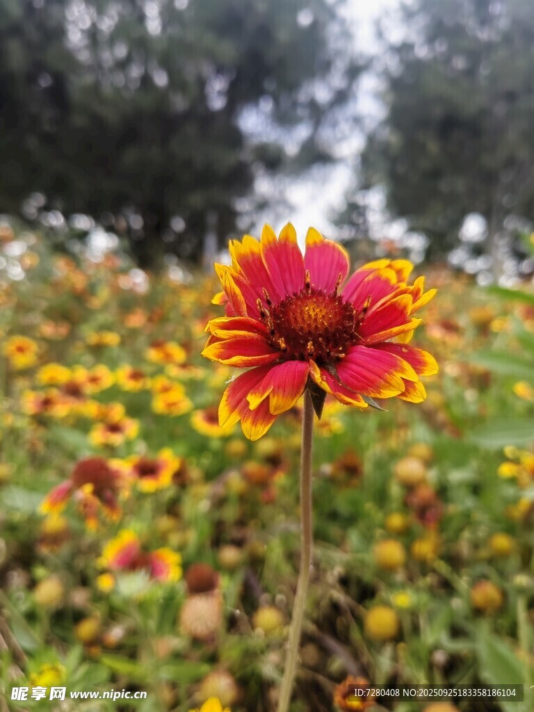 艷麗雙色花朵綻放花叢