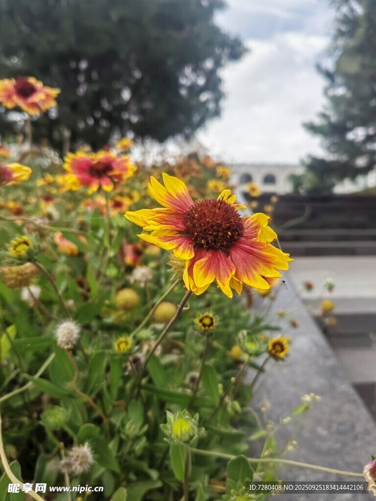 路邊綻放的多彩黑心菊