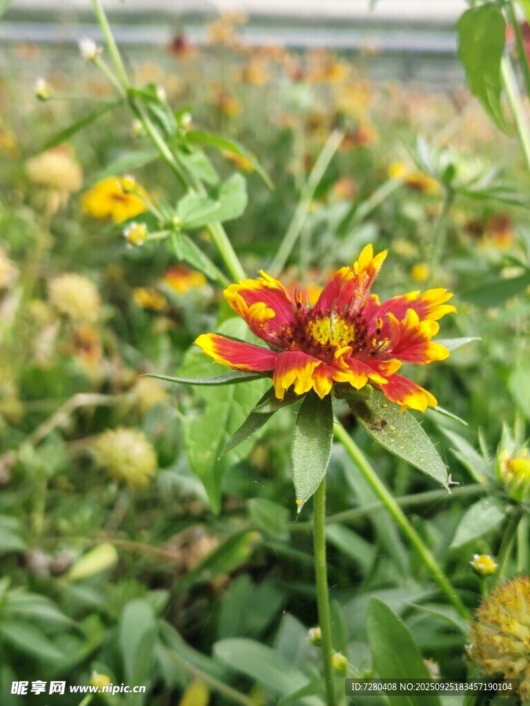 艷麗雙色花卉特寫(xiě)