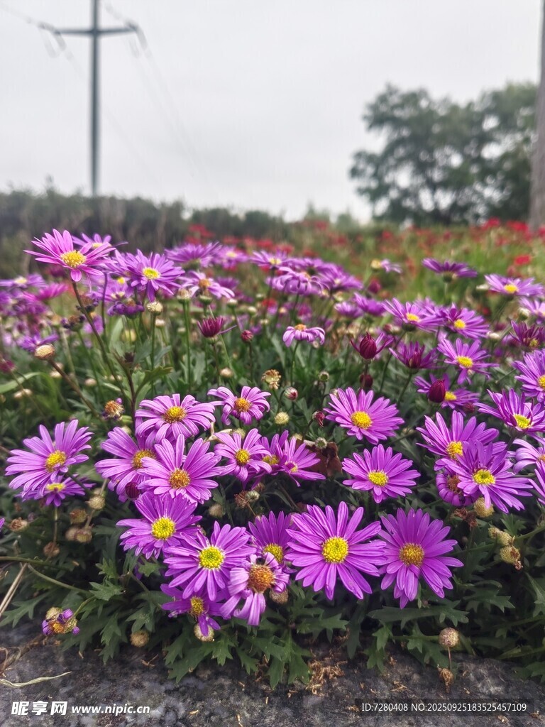 紫色菊花綻放的美麗花田