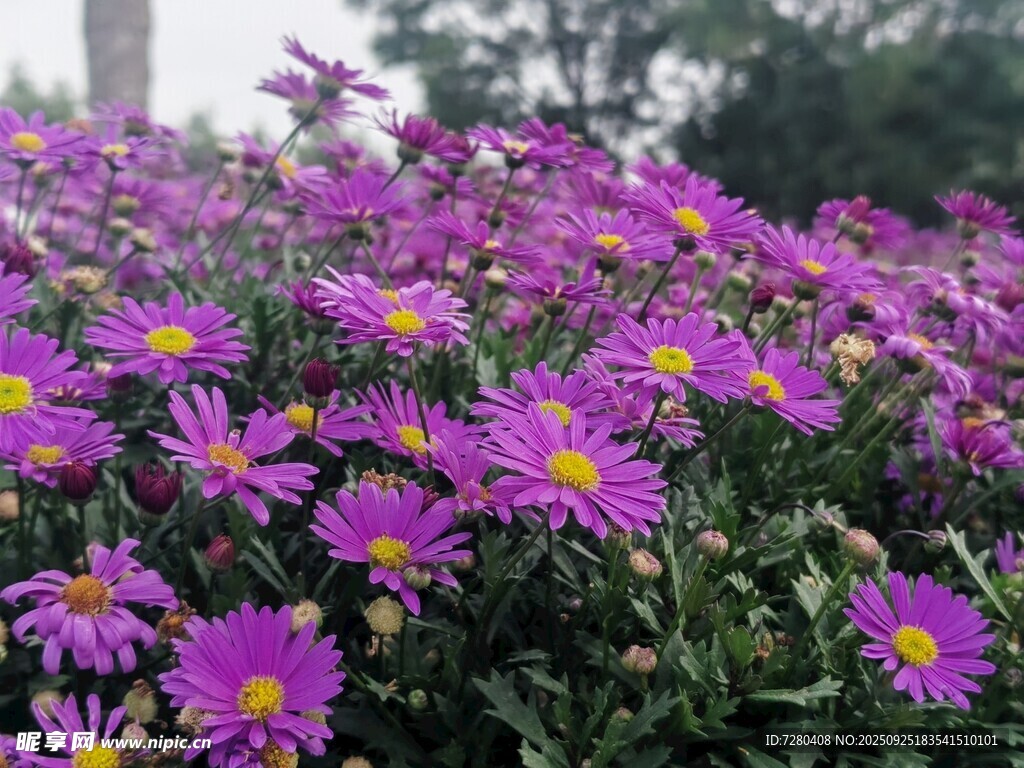 紫色雛菊綻放的美麗景象