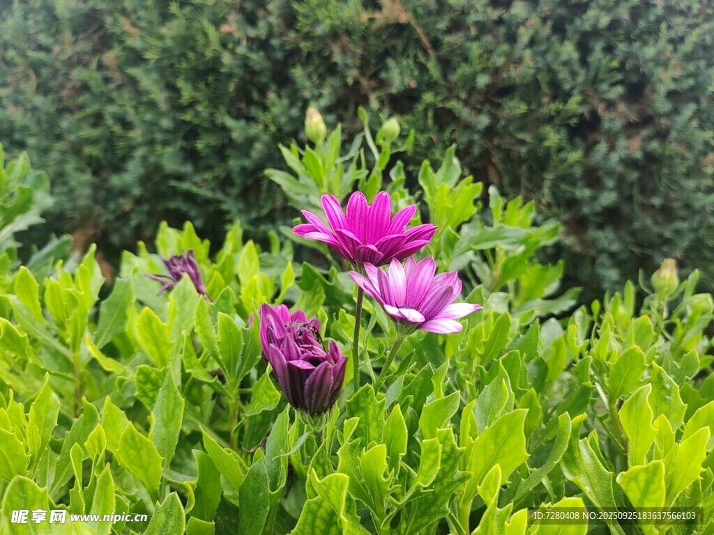 綠葉叢中的嬌艷紫花