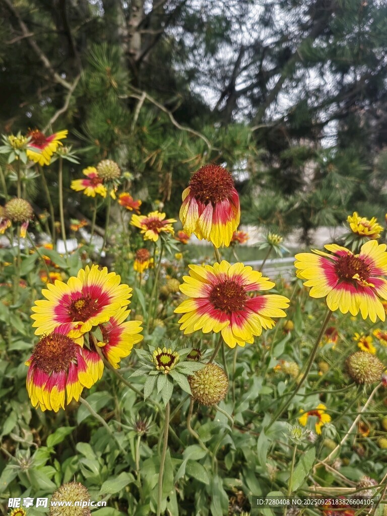多彩天人菊綻放于花叢中