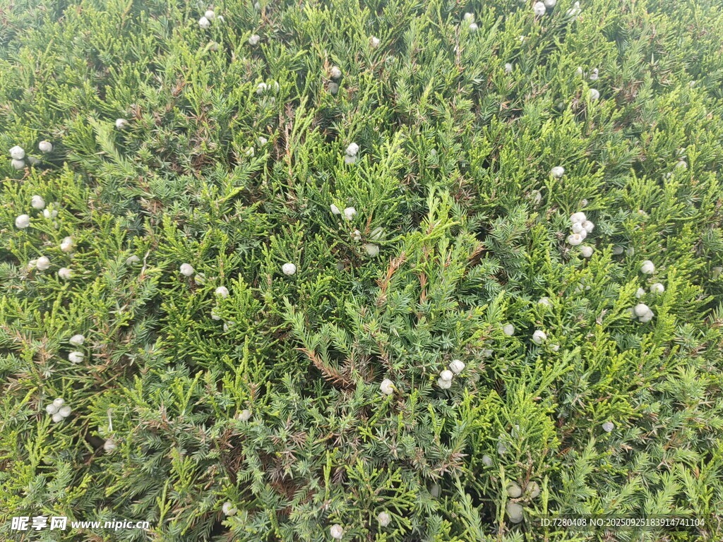 翠綠草地間點綴白色小花