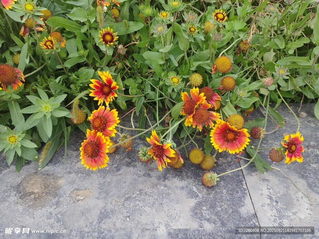 多彩小菊花綻放于地面