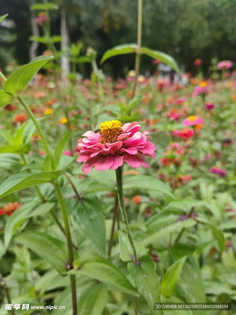 嬌艷綻放的粉色百日菊